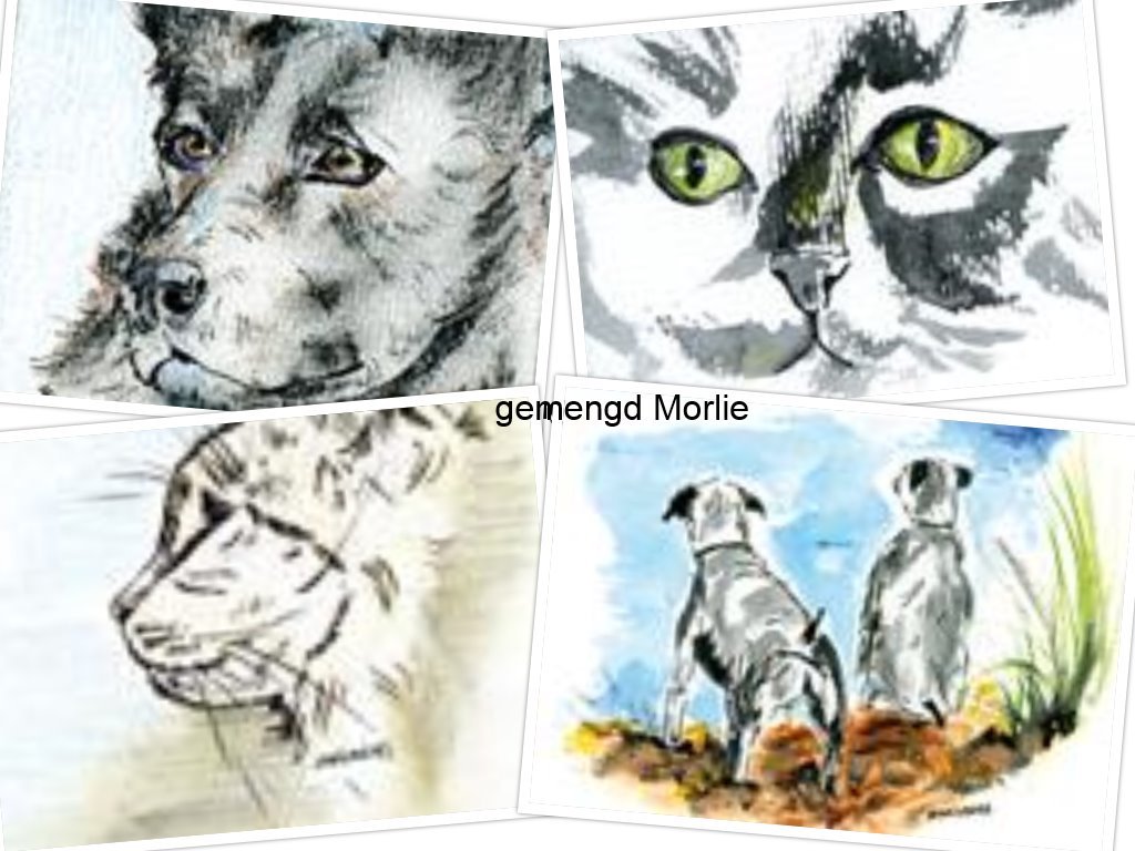 gemengd Morlie hond poes kleur